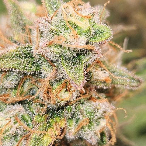 Northern Lights #2 growlog timeline photo