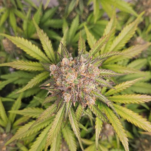 Northern Lights #1  growlog timeline photo