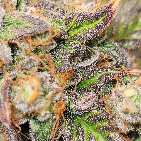 Northern Lights #1  growlog timeline photo