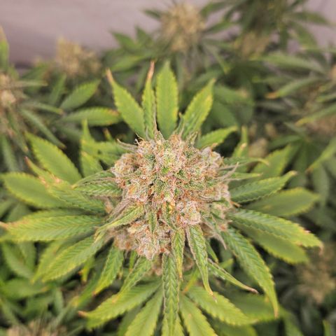 Northern Lights #2 growlog timeline photo