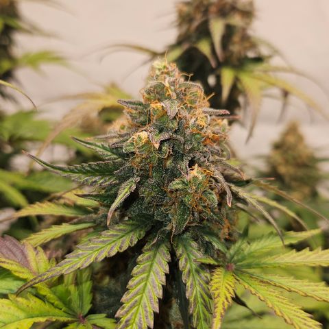 Northern Lights #1  growlog timeline photo