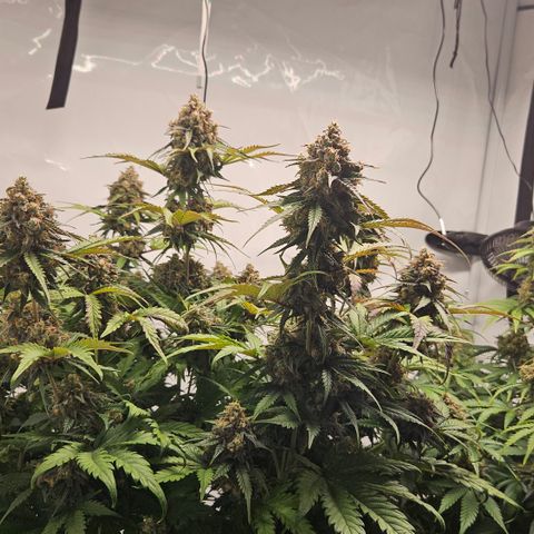 Northern Lights #1  growlog timeline photo