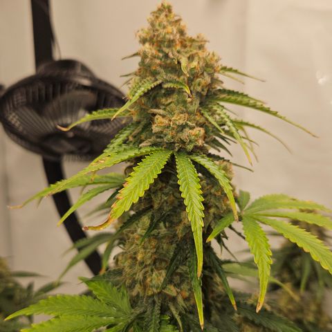 Northern Lights #2 growlog timeline photo
