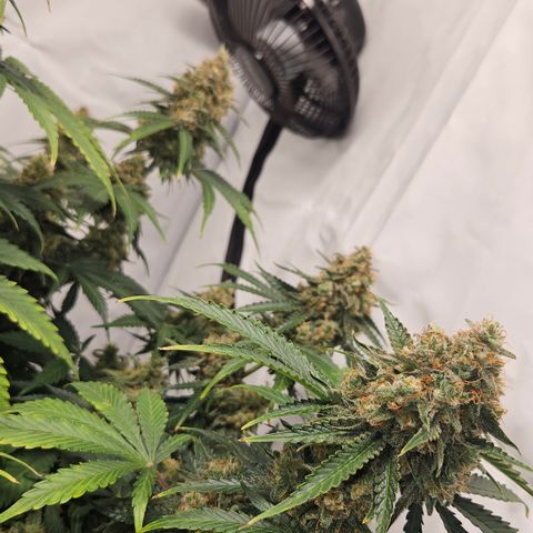 Northern Lights #2 growlog timeline photo