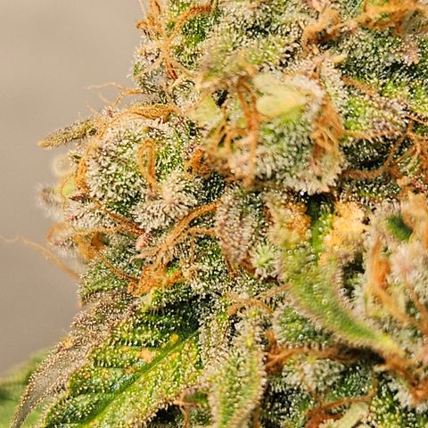 Northern Lights #2 growlog timeline photo