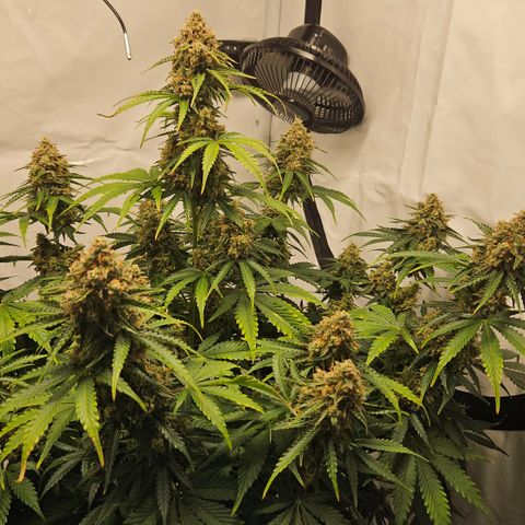 Northern Lights #2 growlog timeline photo