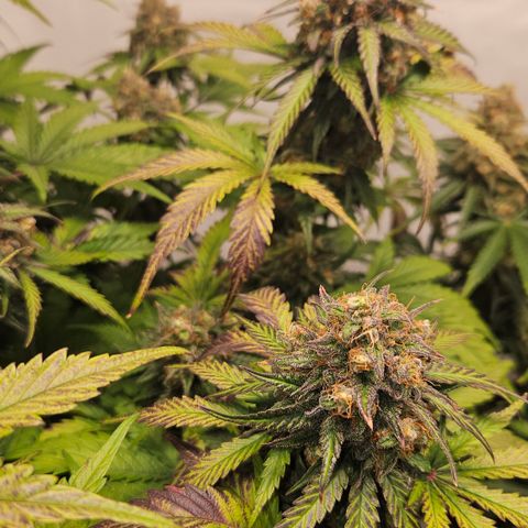 Northern Lights #1  growlog timeline photo