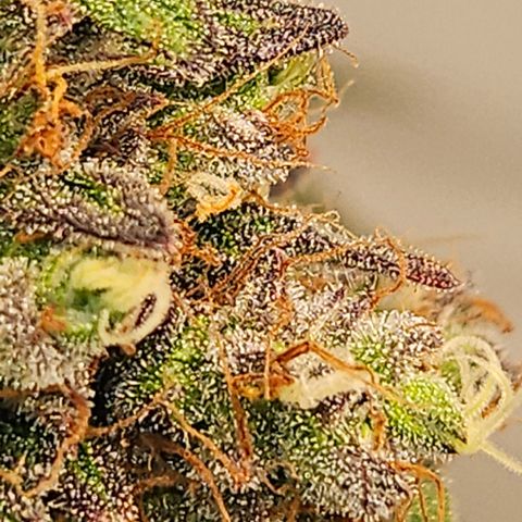 Northern Lights #1  growlog timeline photo
