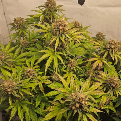 Northern Lights #1  growlog timeline photo