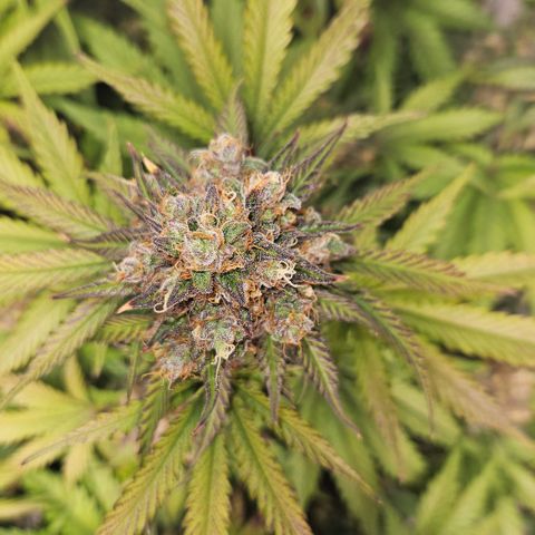 Northern Lights #1  growlog timeline photo
