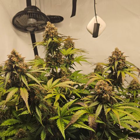 Northern Lights #1  growlog timeline photo