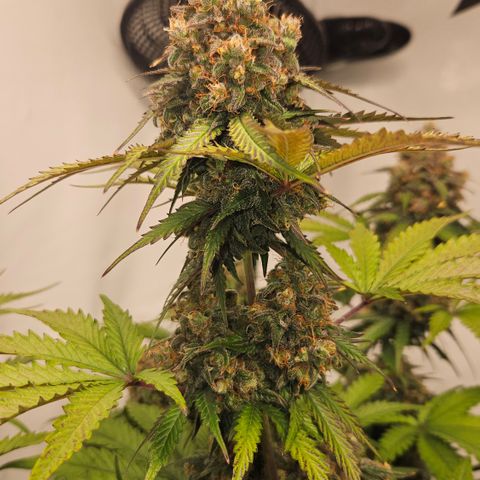 Northern Lights #1  growlog timeline photo