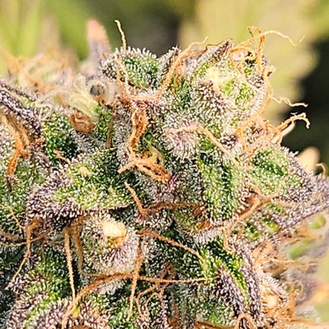 Northern Lights #1  growlog timeline photo