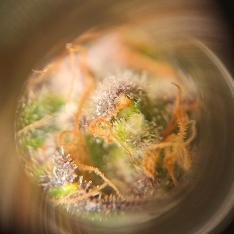 Northern Lights #1  growlog timeline photo