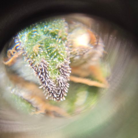 Northern Lights #1  growlog timeline photo