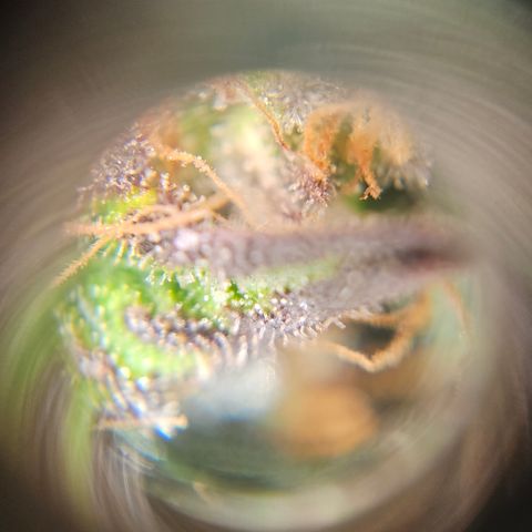 Northern Lights #1  growlog timeline photo