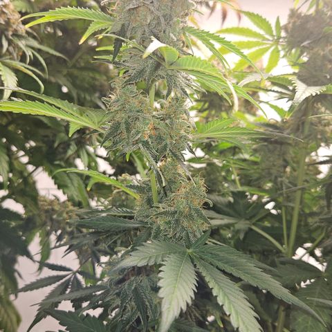 Northern Lights #2 growlog timeline photo