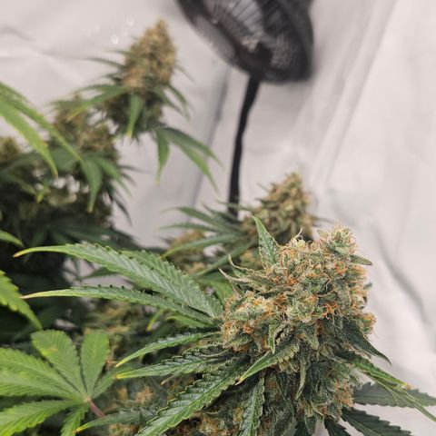Northern Lights #2 growlog timeline photo
