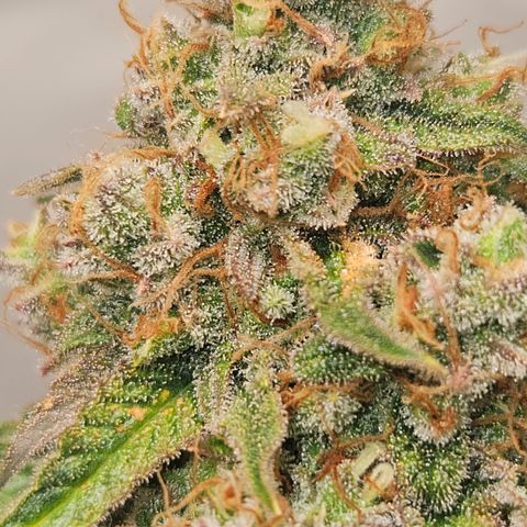 Northern Lights #2 growlog timeline photo