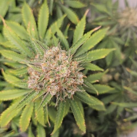 Northern Lights #2 growlog timeline photo