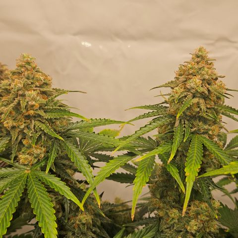 Northern Lights #2 growlog timeline photo