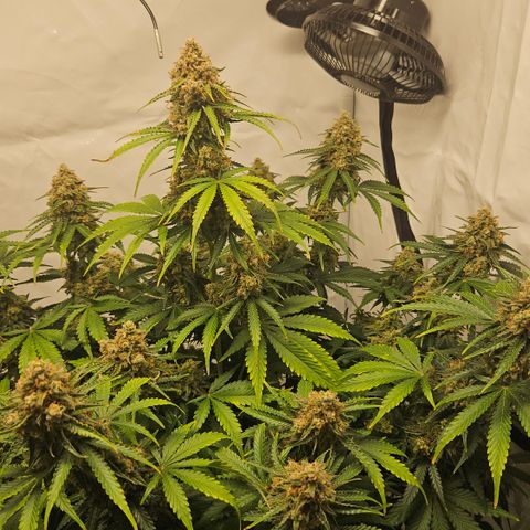 Northern Lights #2 growlog timeline photo