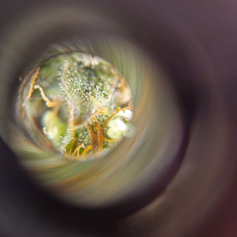 Northern Lights #2 growlog timeline photo