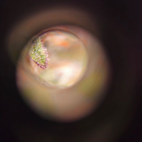 Northern Lights #2 growlog timeline photo