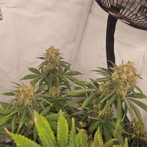 Northern Lights #2 growlog timeline photo