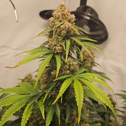 Northern Lights #2 growlog timeline photo