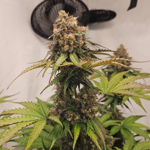 Northern Lights #1  growlog timeline photo