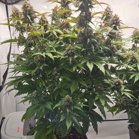 Northern Lights #1  growlog timeline photo