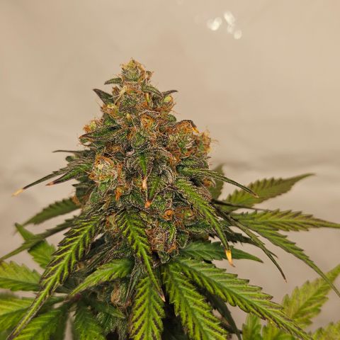 Northern Lights #1  growlog timeline photo