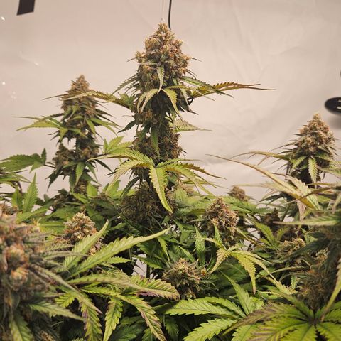 Northern Lights #1  growlog timeline photo