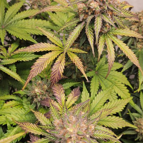 Northern Lights #1  growlog timeline photo
