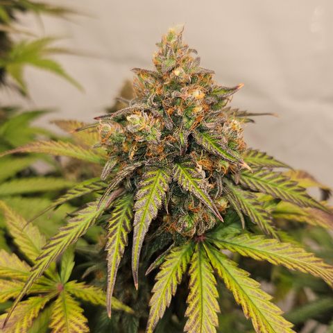Northern Lights #1  growlog timeline photo