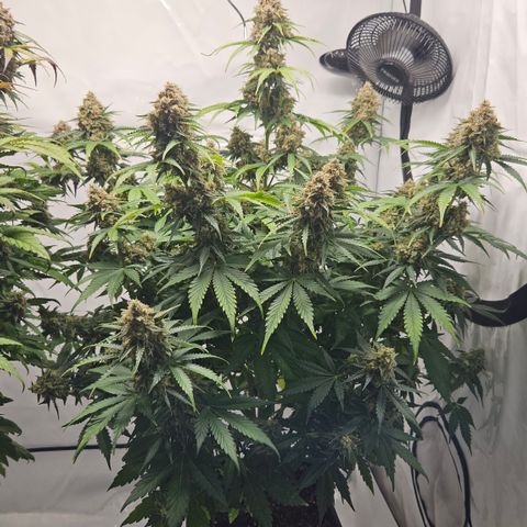 Northern Lights #2 growlog timeline photo