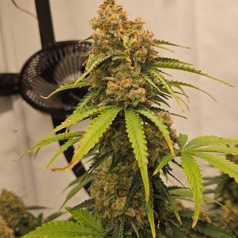 Northern Lights #2 growlog timeline photo