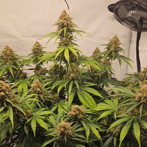 Northern Lights #2 growlog timeline photo
