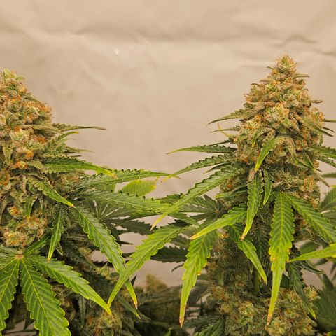 Northern Lights #2 growlog timeline photo