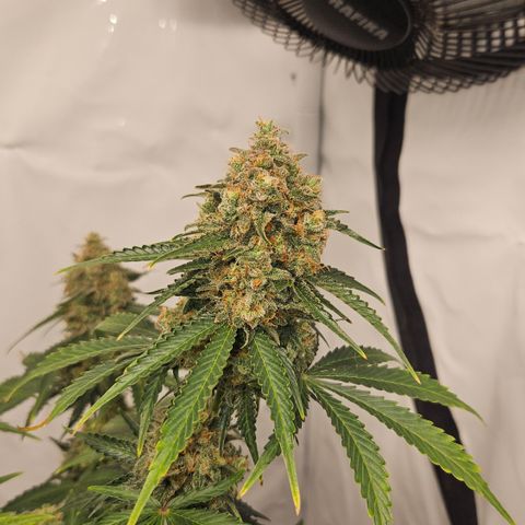Northern Lights #2 growlog timeline photo