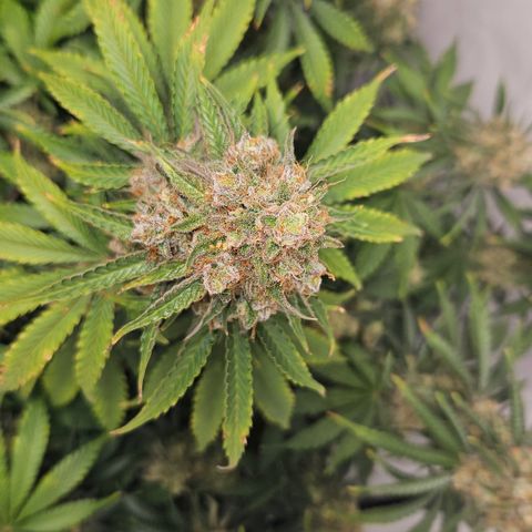 Northern Lights #2 growlog timeline photo
