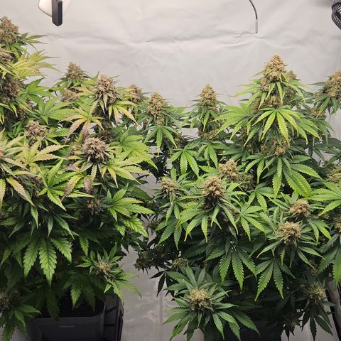 Northern Lights #2 growlog timeline photo