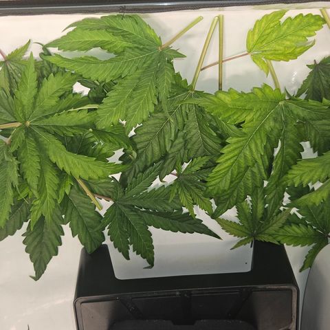 Northern Lights #1  growlog timeline photo