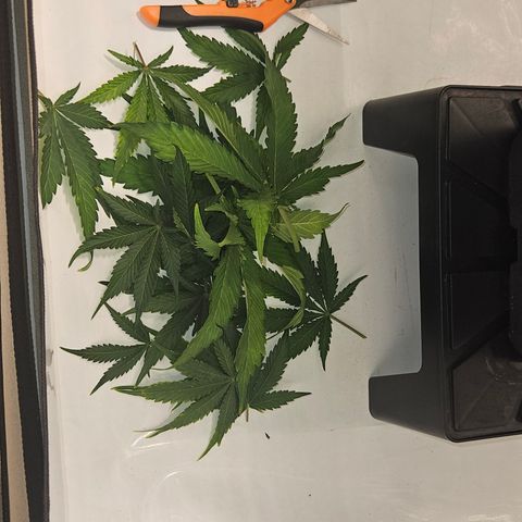 Northern Lights #2 growlog timeline photo