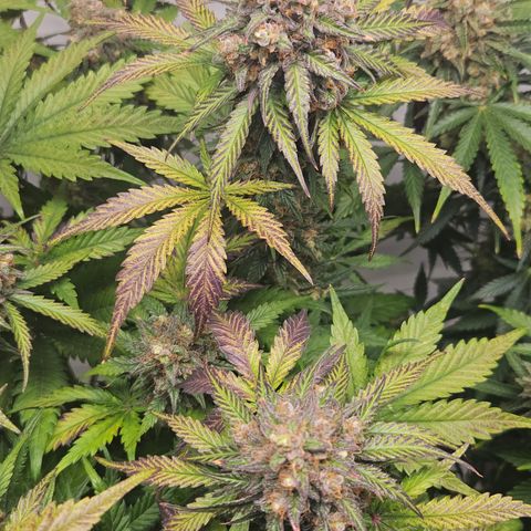 Northern Lights #1  growlog timeline photo