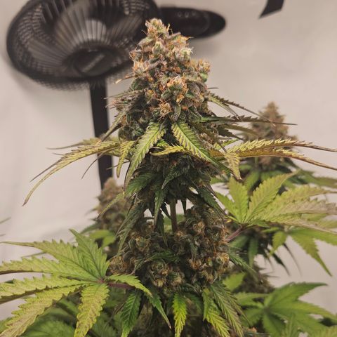 Northern Lights #1  growlog timeline photo