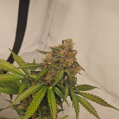 Northern Lights #1  growlog timeline photo