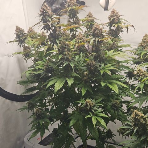Northern Lights #1  growlog timeline photo