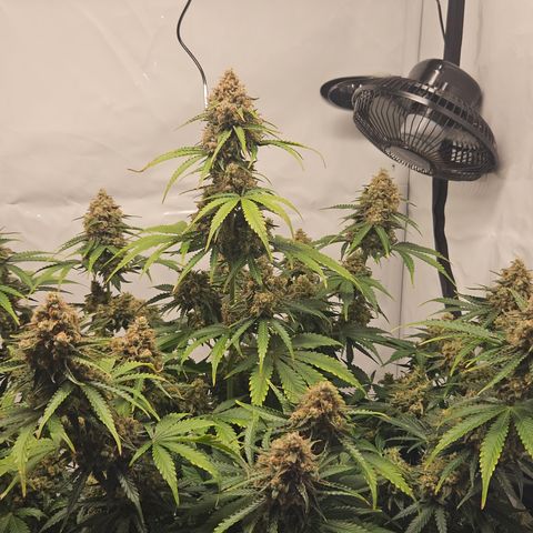 Northern Lights #2 growlog timeline photo